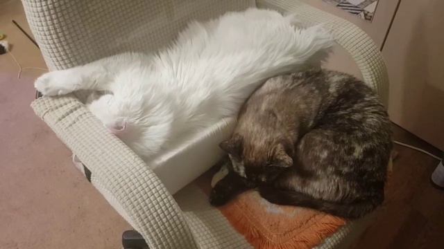 Леся и Сёма - Как муж с женой смотреть онлайн