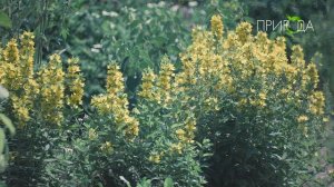 Вербейник точечный_5