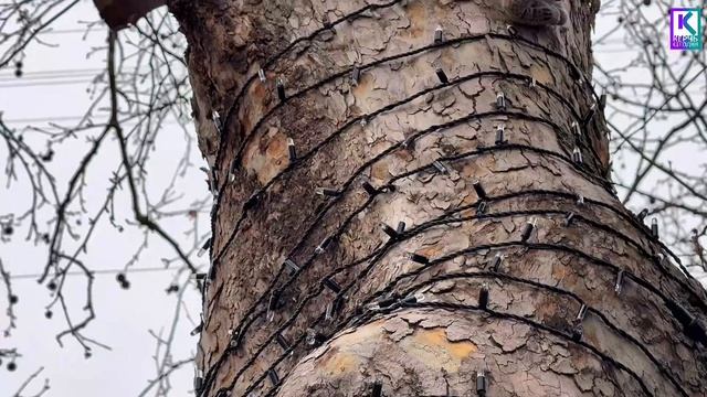 В Керчи украсили ещё одно дерево смотреть онлайн