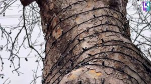 В Керчи украсили ещё одно дерево