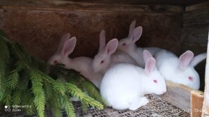 Учёт кроликов