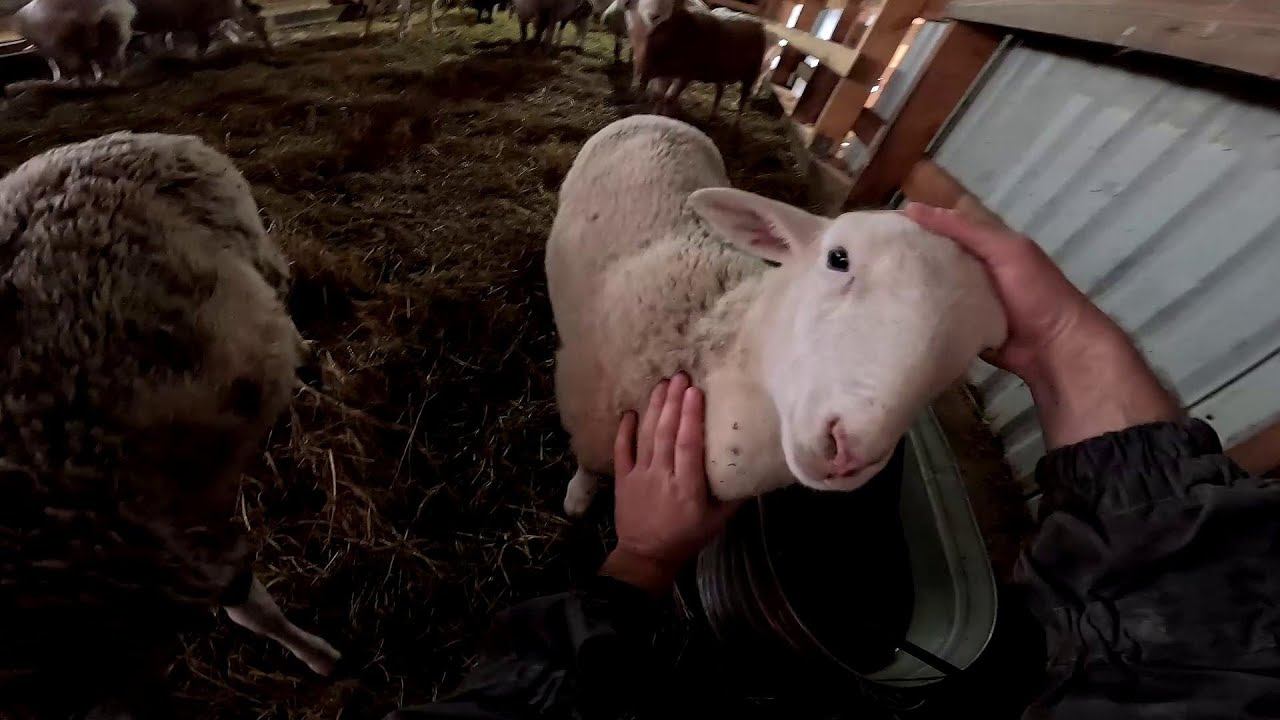 Квадроцикл забирают ! Выпустил страусов ! ХУТОР В ЛЕСУ №903 смотреть онлайн