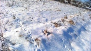 Охота с эстонкой.  прогулка