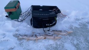 Зимняя рыбалка, в черте города 🏙️🎣🥶✅