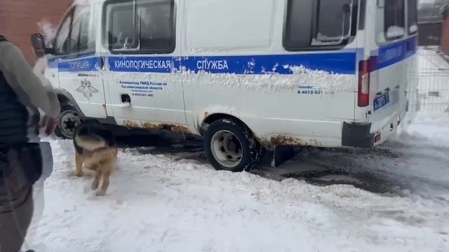 "Студенческий десант -2026", Центр кинологической службы УМВД по Калининградской области смотреть онлайн