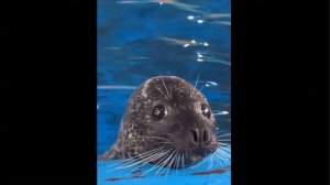 Просто Тюлени