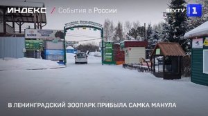 В Ленинградский зоопарк прибыла самка манула