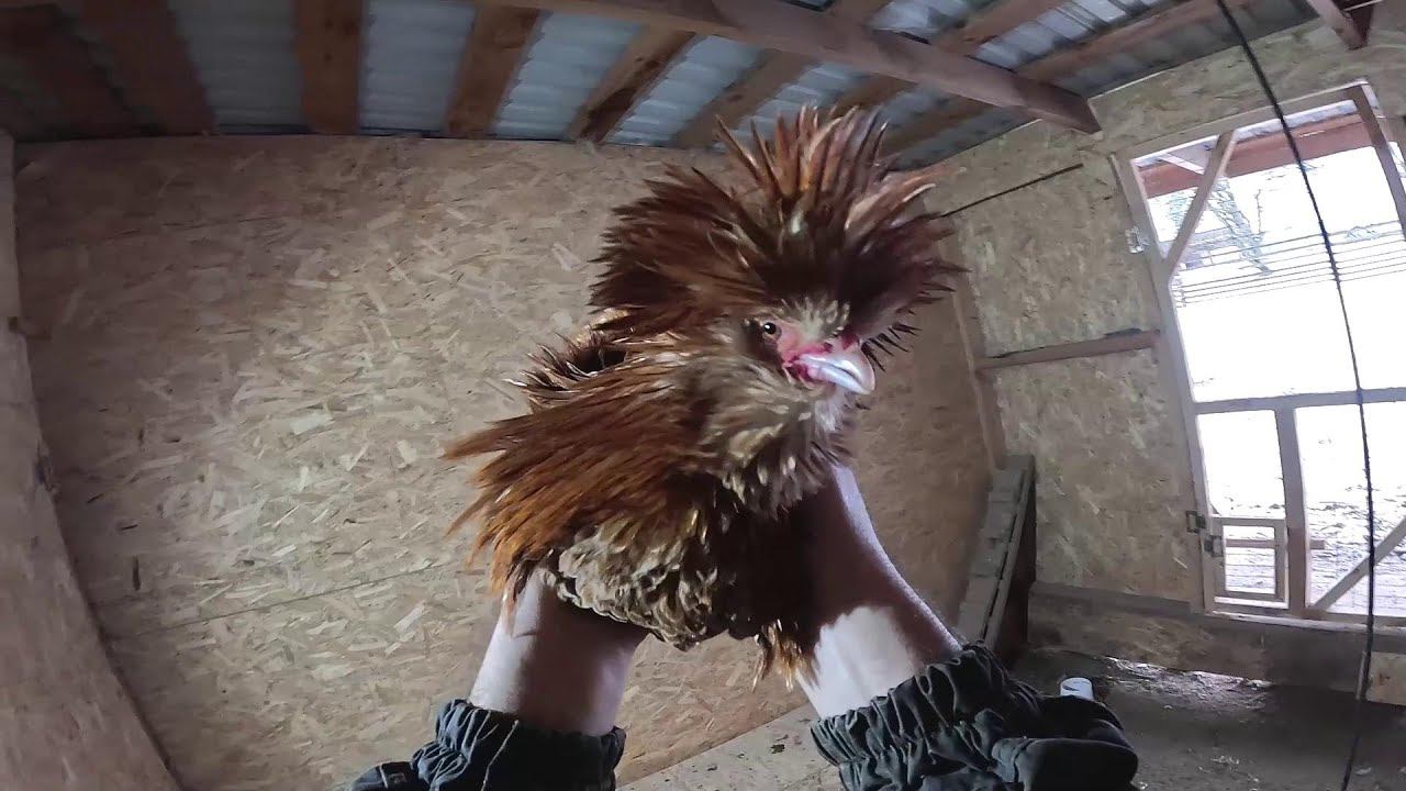 Бобры меня окружили ! ХУТОР В ЛЕСУ №904 смотреть онлайн