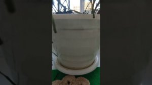 обзор моих лошадей 🐎