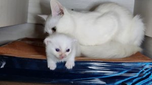 Мама-кошка разговаривает с котенком Микки. Котенок Микки постоянно бегает по комнате.