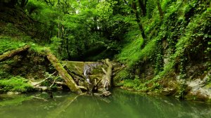 Поход  в джунгли Сочи.  Река Хаджиек. Вешенки и водопады.