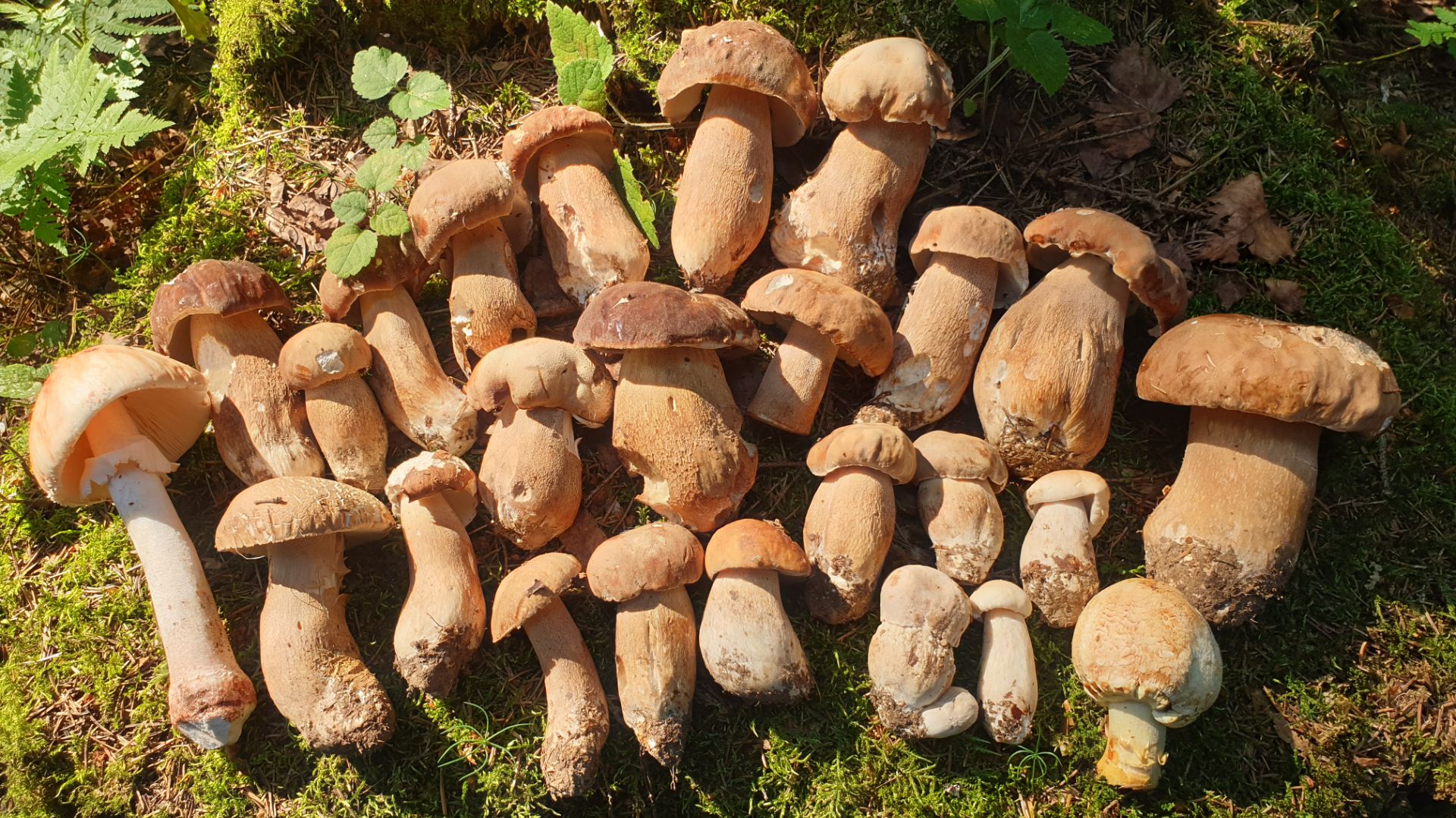 БЕЛЫЕ ГРИБЫ СОЛНЕЧНЫМ УТРОМ ! смотреть онлайн