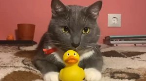 Kotiynet 1 серия 1 сезон