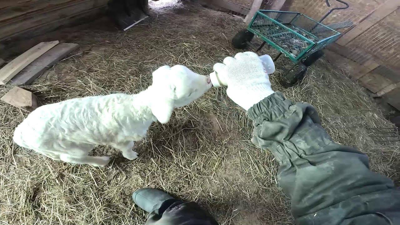 Остался без помощника ! Кормлю его сам ! ХУТОР В ЛЕСУ №901 смотреть онлайн