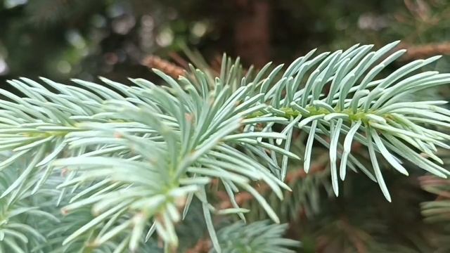 ЗИМОЙ так хочется ВЕСНЫ. Приглашаю вас. Посмотреть на цветы 🌸🌺🌻🌹🌷🌼💐.на природу. УМАР КЕЙН.... смотреть онлайн