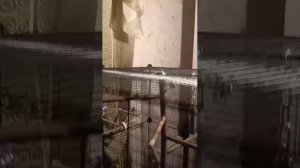 Четверо в клетке