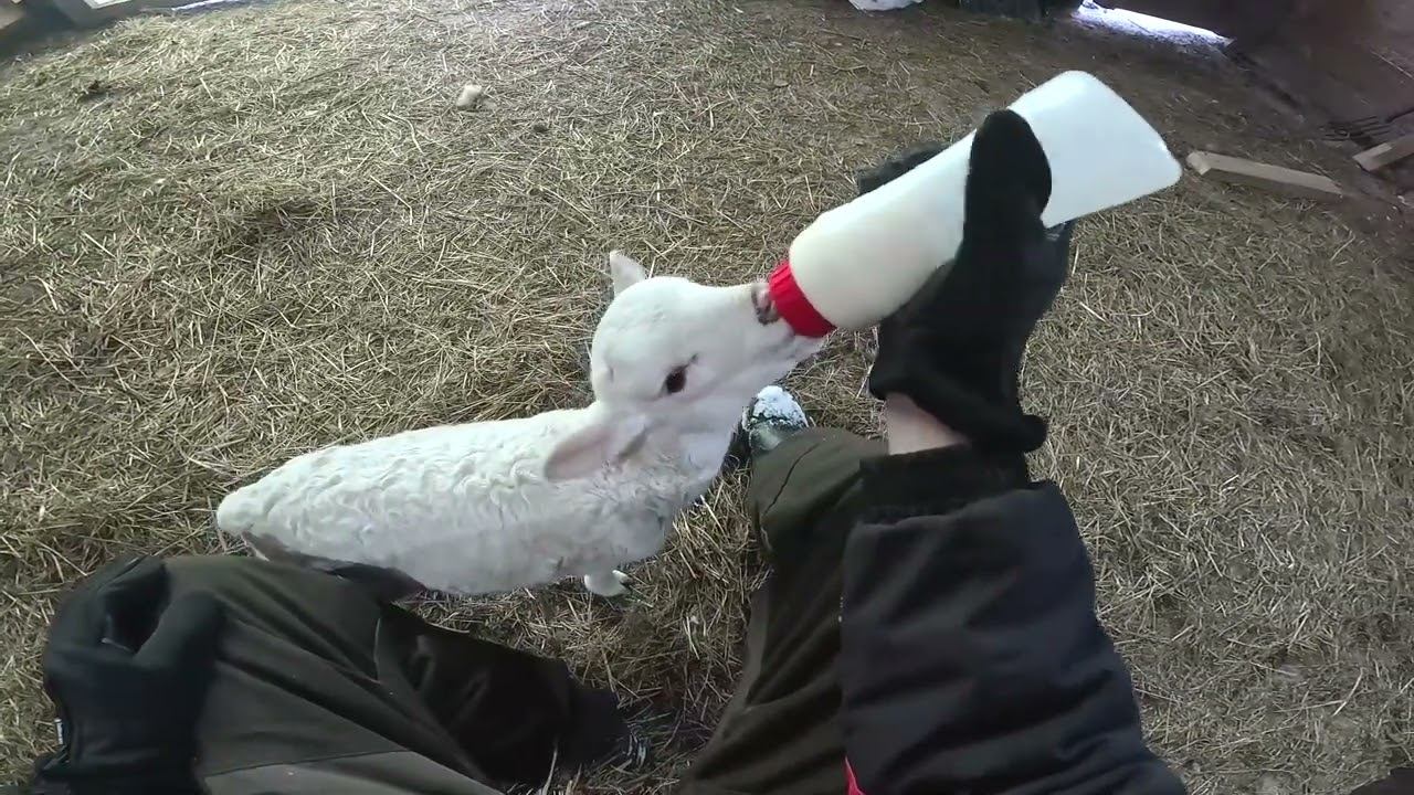 Есть проблема ! Я не понимаю... Новый руль в ниву ! ХУТОР В ЛЕСУ №935 смотреть онлайн