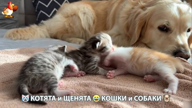 Котята и щенята 🐈🐶 Кошки и собаки 🤗 Милое видео про животных (71) смотреть онлайн