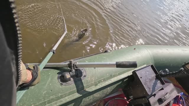 🔺️🎣НЕ ОКУНЬ🎣🔺️fishing#туризм#природа#ловля#рыбалка#щука#ловлящуки#ночевка#Чулым#река#спиннинг смотреть онлайн