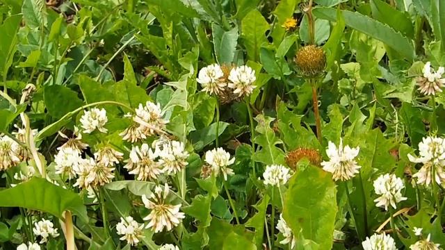 Пчелы на белом клевере смотреть онлайн