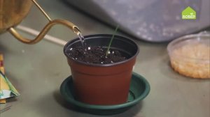 Сажаем кукурузу и тыкву в один горшок