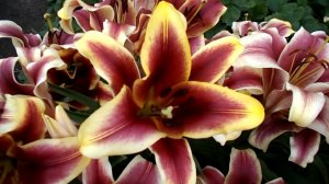 ЛЕТО,ДАЧА,ЦВЕТЫ