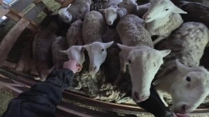 Трактор Т-16 завелся ! Бараны дерутся ! ХУТОР В ЛЕСУ №895