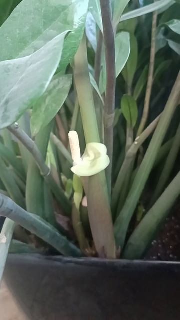 Так цветёт доллоровое дерево. смотреть онлайн