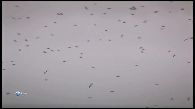 Чудеса природы 14 серия (документальный сериал, 2011) смотреть онлайн