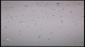 Чудеса природы 14 серия (документальный сериал, 2011)