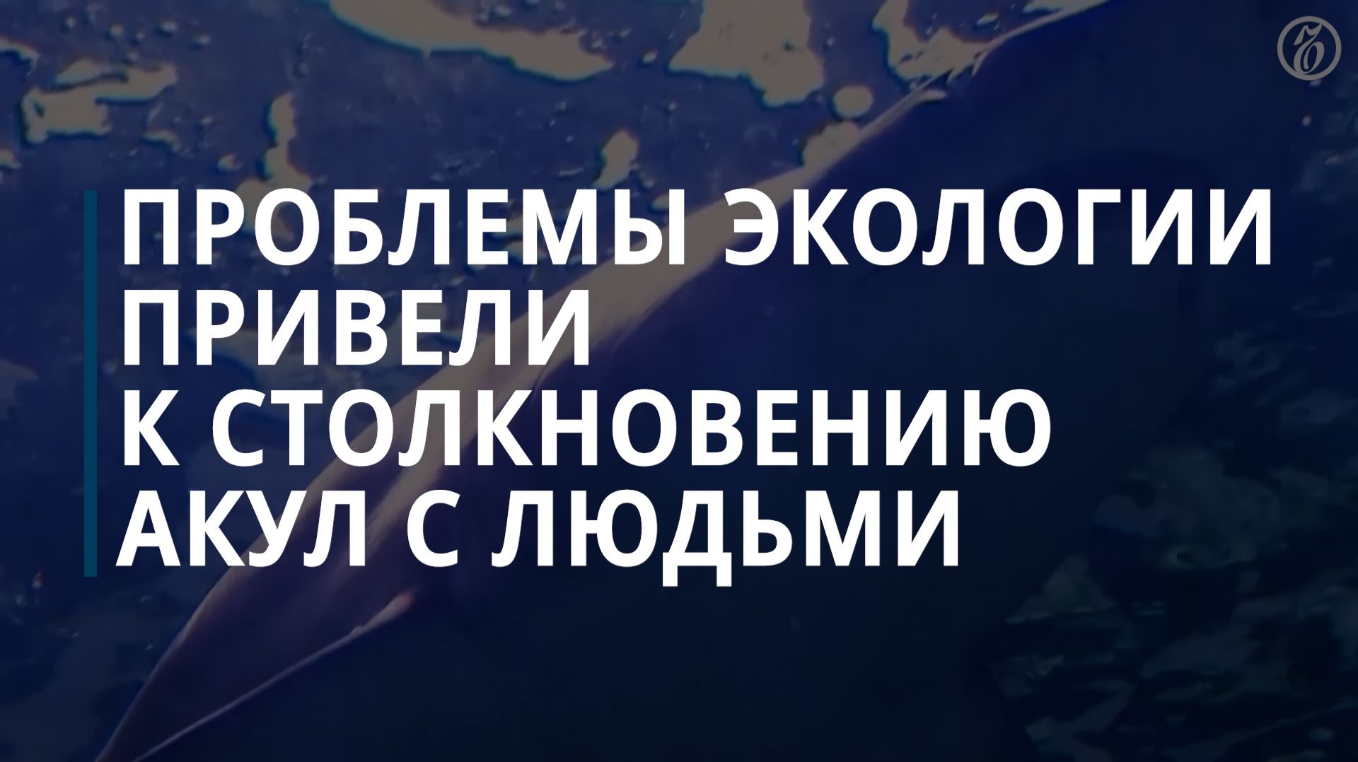 Проблемы экологии привели к столкновению акул с людьми смотреть онлайн
