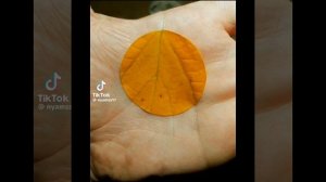 Рай для перфекциониста