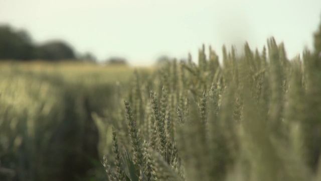 видос  копия 4