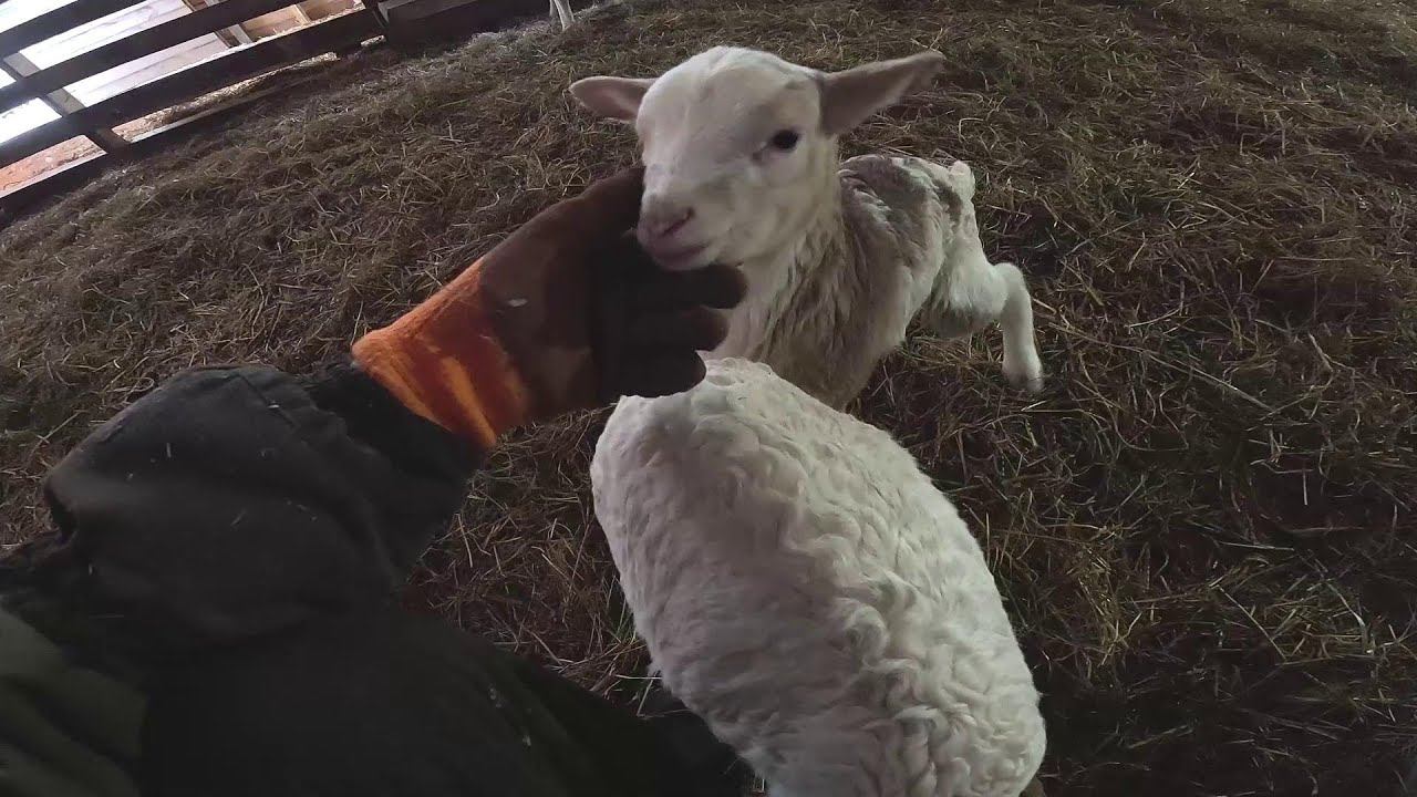 Псих вернулся ! Нападает на меня ! ХУТОР В ЛЕСУ №940 смотреть онлайн