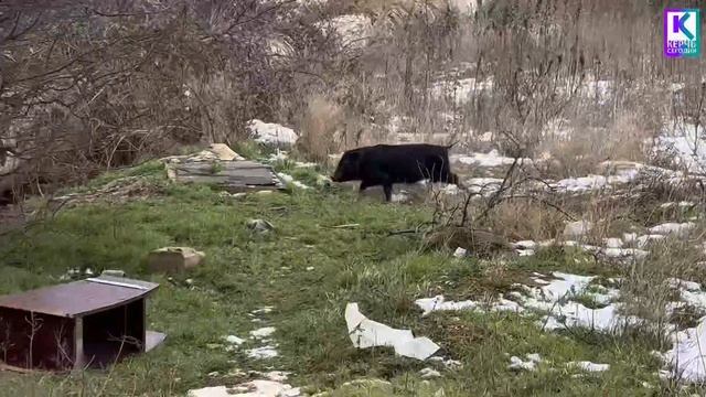Керчь: дикие кабаны или домашние хрюшки на самовыгуле!? смотреть онлайн