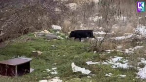 Керчь: дикие кабаны или домашние хрюшки на самовыгуле!?