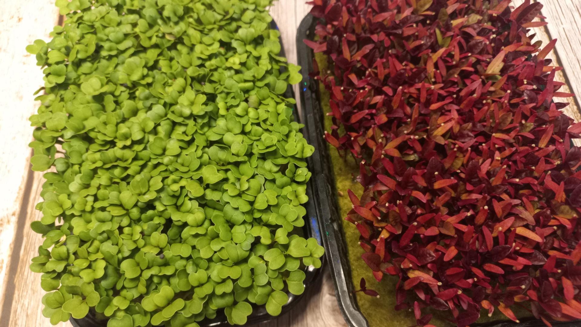 Как надолго сохранить микрозелень свежей? смотреть онлайн