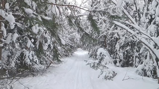Лыжная прогулка 23.01.26 смотреть онлайн