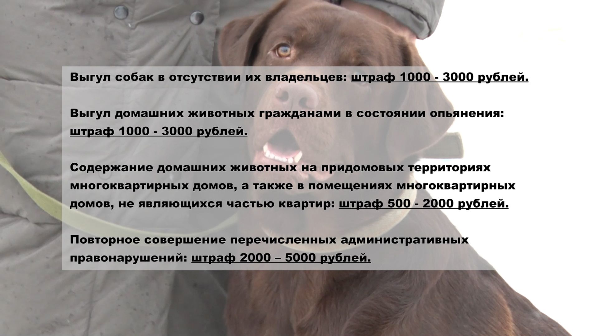 Правила выгула домашних животных смотреть онлайн