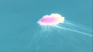 Огромная, розовая медуза с длиннющим хвостом и дикой пульсацией в океане.