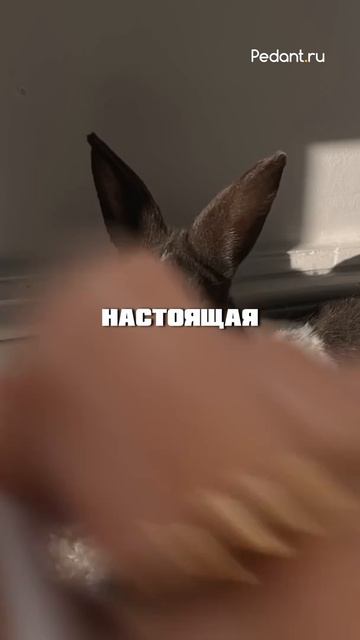 🤔 Почему Все Аксессуары Apple БЕЛЫЕ⁉️ смотреть онлайн