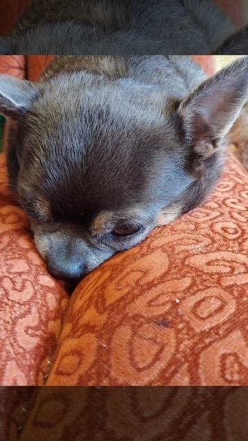 Розины смешные фоточки 🖼️🌅 🐕 смотреть онлайн