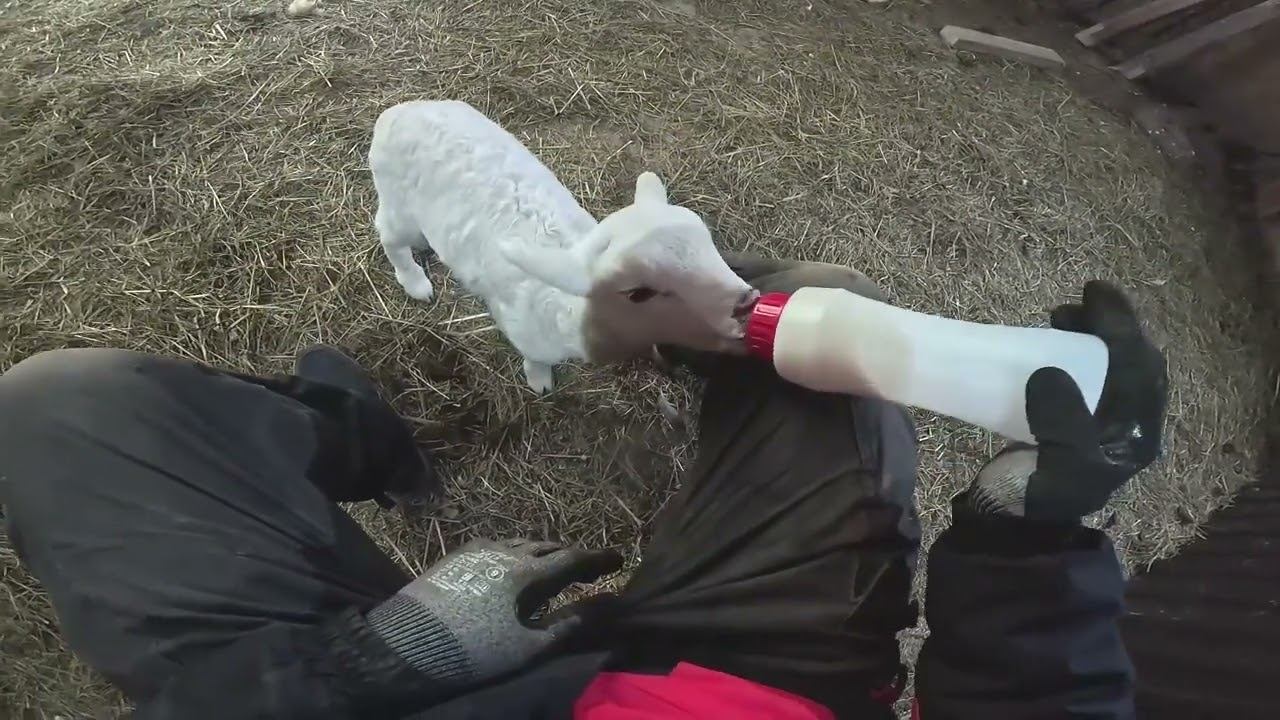 Сломал ниву ! Она меня достала ! ХУТОР В ЛЕСУ №931 смотреть онлайн