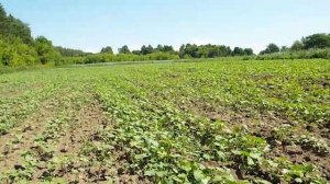 Посевы гречихи соседа пчеловода