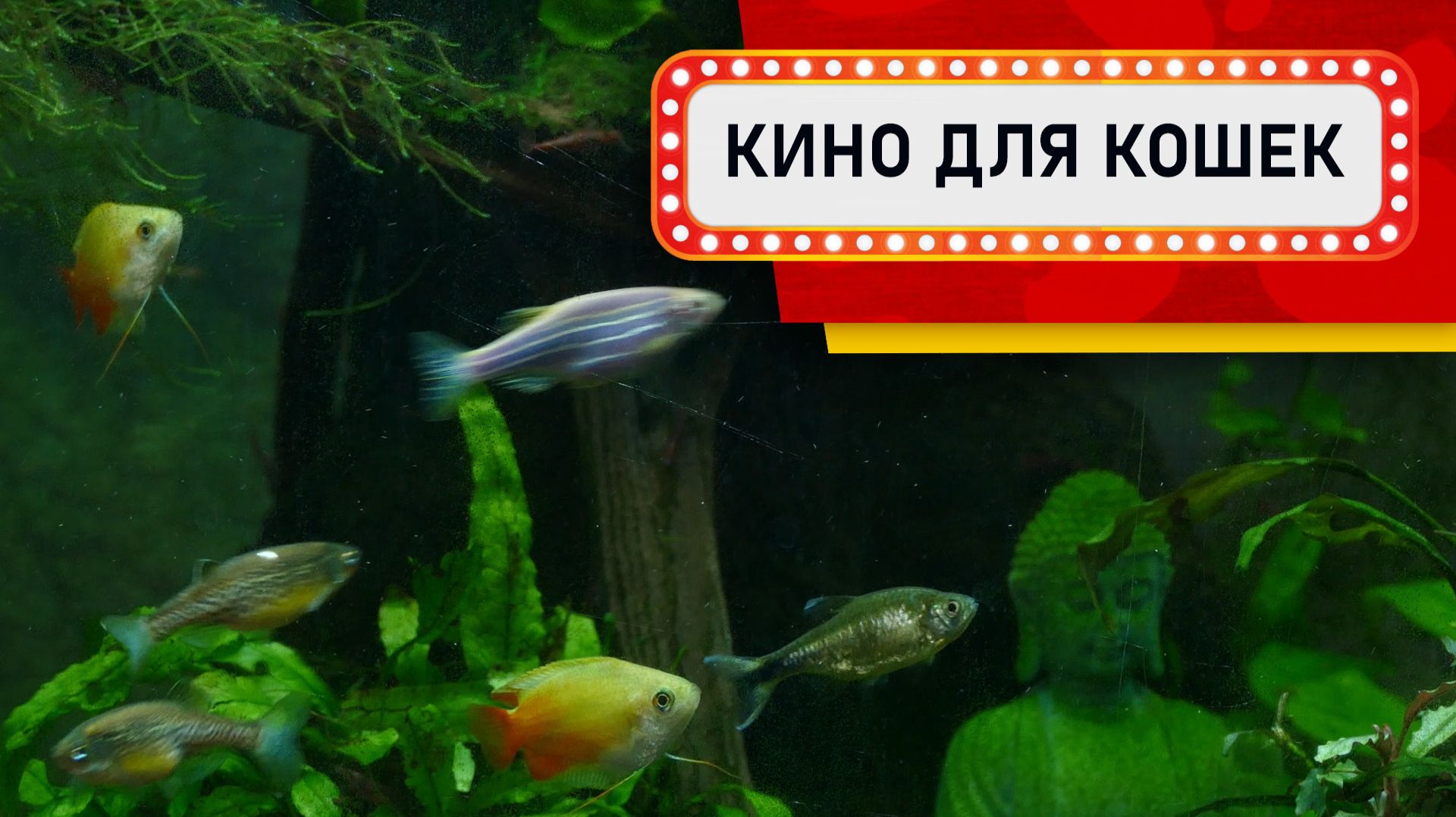 Видео для Кошек - Старый зеленый аквариум (Развлеки своего кота) смотреть онлайн