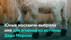 Юные москвичи выбрали имя для ягненка из вотчины Деда Мороза