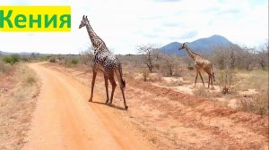 На дорогах Кении