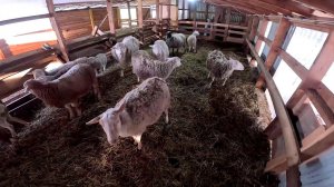 Хищник на хуторе ! Потери в хозяйстве! ХУТОР В ЛЕСУ №952