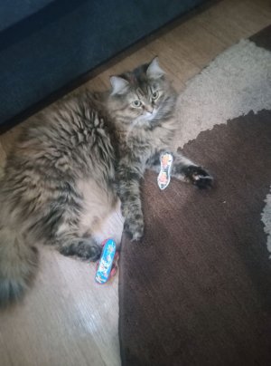 играем в морской бой с подругой