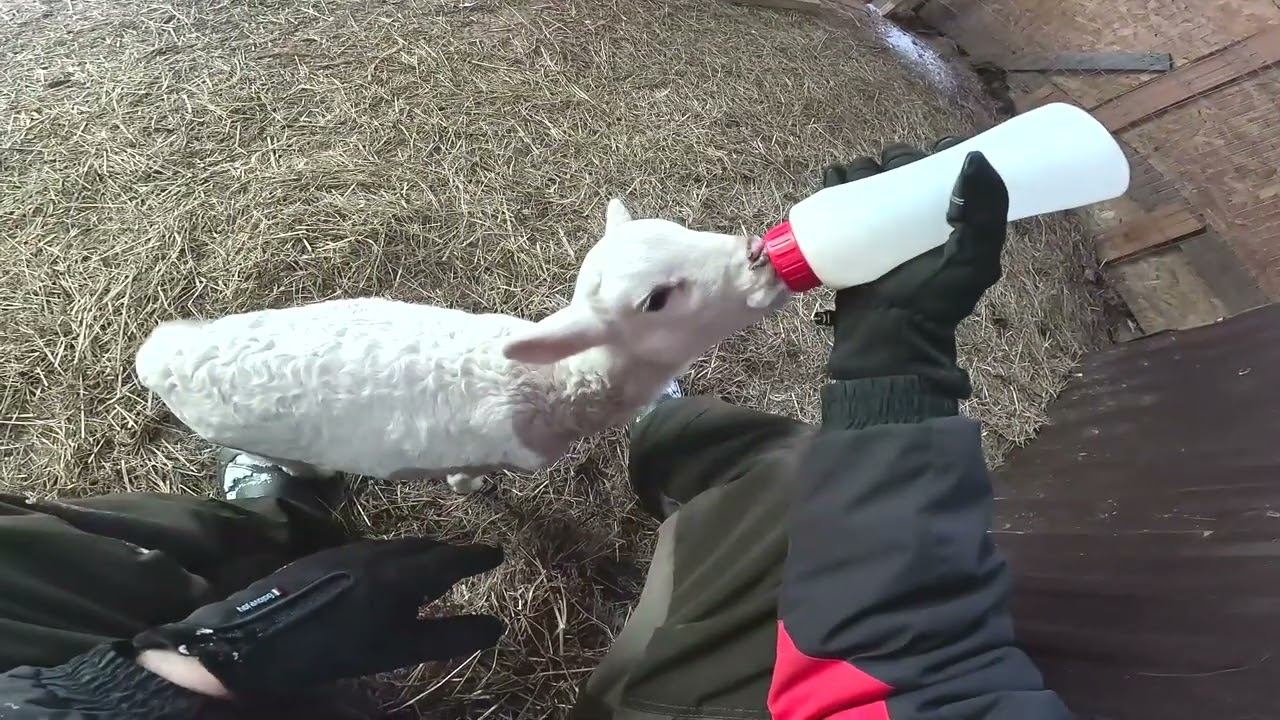 Нива готова ! Всё поменял ! Можно ездить ! ХУТОР В ЛЕСУ №936 смотреть онлайн